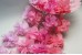 Peonies Chiffon Flower Trim (MEDIUM)  (Pack of 6)